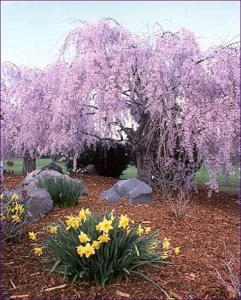 Ornamental Weeping Cherry Tree So Delicate And Beautiful