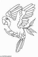 Guacamaya Loros Volando Aves Voladores Guacamayas Pintar Loro Pajaros Parapintarycolorear sketch template