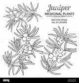 Ginepro Pianta Vettore Juniper Botanico sketch template