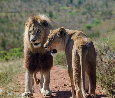 african lion facts habitat diet behavior