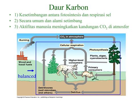 makalah siklus karbon siklus karbon  proses pemanfaatan