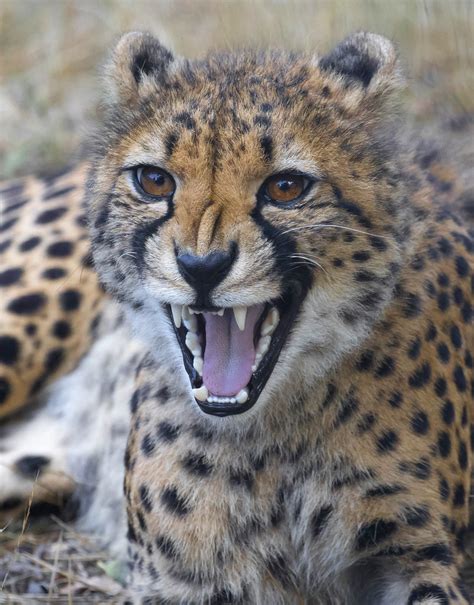 zuidelijke cheetah safaripark beekse bergen marian de neijs flickr