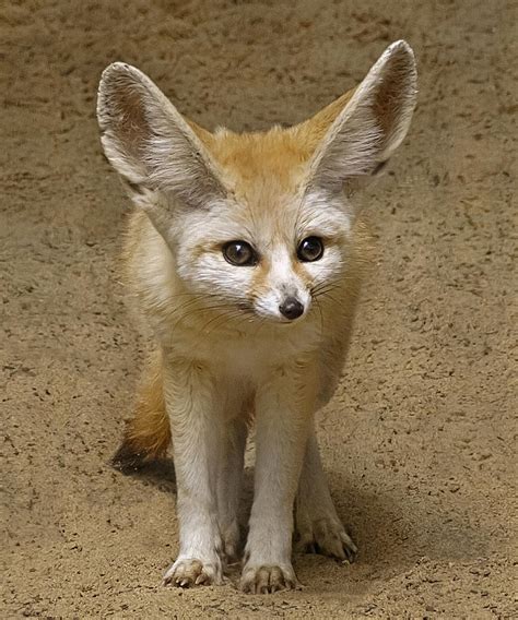 Fennec Fox Photograph By Wes And Dotty Weber Fine Art America