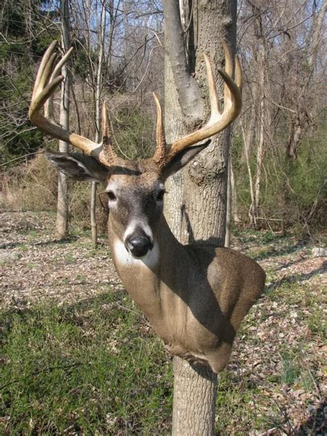 awesome mount   point buck pennsylvania hunting