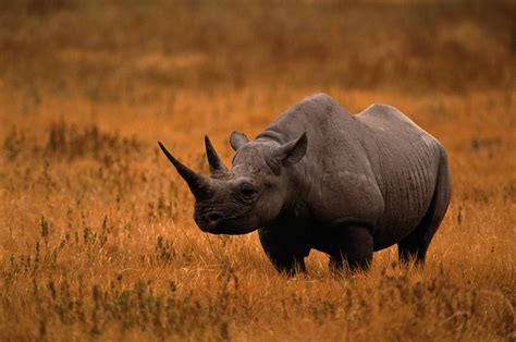 rhinos  endangered