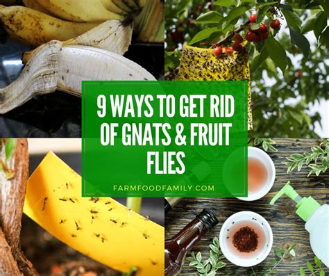 organic ways   rid  gnats  fruit flies