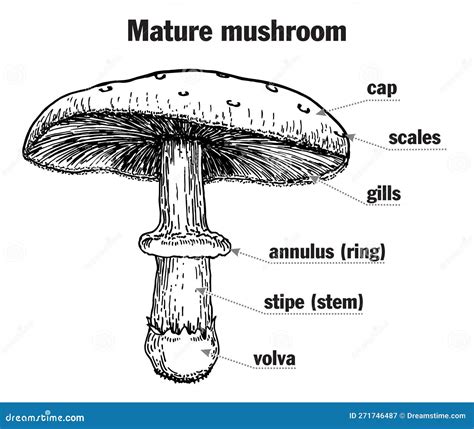 mushroom structure  school royalty  stock image cartoondealer
