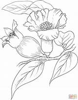 Pomegranate Coloring Blossom Pages Drawing Flower Supercoloring Rosh Color Embroidery Printable Drawings Draw Flowers Colouring Botanical Fruit Clipart sketch template