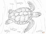 Turtle Coloring Pages Sea Loggerhead Realistic Turtles Drawing Printable Supercoloring Hawksbill Color Drawings Adult Animal Sheets sketch template