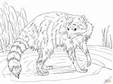 Coloring Raccoon Pages Loyalty Printable Racoon Getdrawings Library Looking Back Popular Skip Main Drawing sketch template