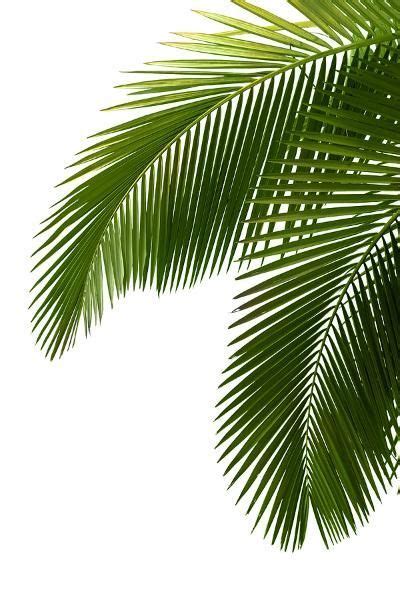 printable coconut tree leaf template mauriciocatolico