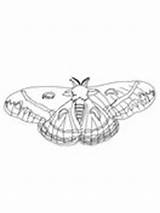 Moth Coloring Silk Cecropia Pages Woolly Caterpillar Bear 176px 71kb sketch template
