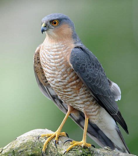 sparrowhawk birds british birds  prey eagles falcons hawks