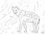 Hiena Hyena Afrique Hyene Kolorowanka Coloringhome Malhada Druku Pokoloruj sketch template