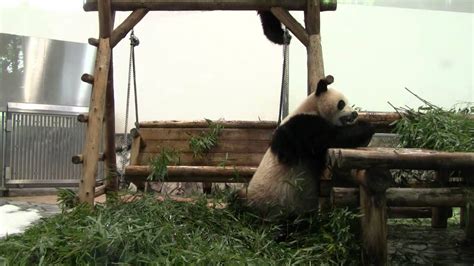 Giant Panda Twin Cubs Kaihin And Youhin Of 2012 May At