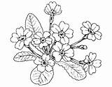 Primula Coloring Coloringcrew sketch template