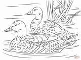 Duck Mallard Reales Supercoloring Canard Adult Pond Coloriage Colorare Patos Sheets Bird Reais Sheldrake Reali Germani Coppia Gratuitement Imprimez Stockente sketch template