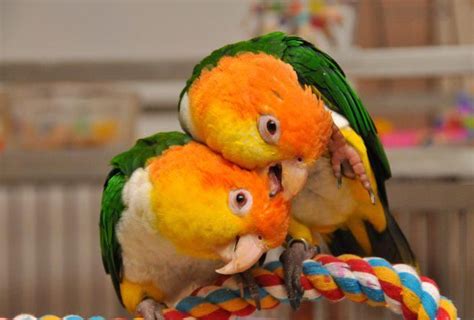 beautiful white chested belly caiques parrot pet pet birds colorful parrots