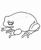 Toad Coloring Pages Belly Fire Frog Easy Library Clipart Comments sketch template