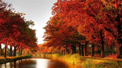 bosque  hermosos paisajes arboles en otono mundo hermoso