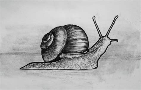 pencil  ink drawing   snail rillustration