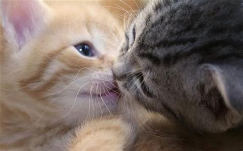 cute kittens kittens wallpaper  fanpop
