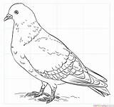 Pigeon Coloring Draw Rock Drawing Pages Drawings Outline Printable Pigeons Supercoloring Penguins Line Bird Kids Template Step Flower Tutorials Sketch sketch template