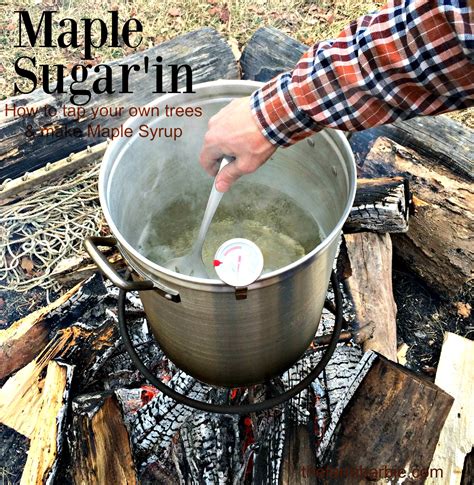 maple sugarin collecting sap making   syrup farm fresh