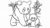 Print Coler Pandas sketch template