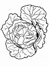 Kohl Groente Gemüse Erstellen sketch template