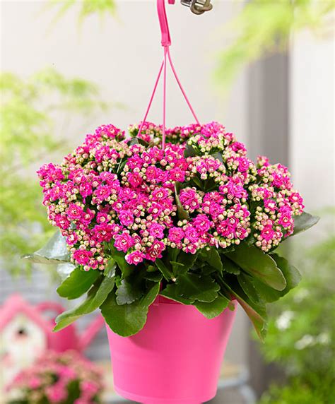 Buy House Plants Now Hanging Pot With Kalanchoe Gardenlina
