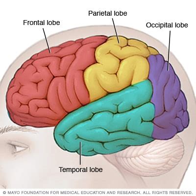 brain lobes mayo clinic