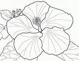 Coloring Hibiscus Pages Flowers Flower Popular sketch template