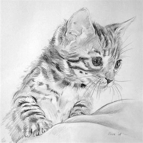 houtskool tekening art drawings sketches pencil animal sketches