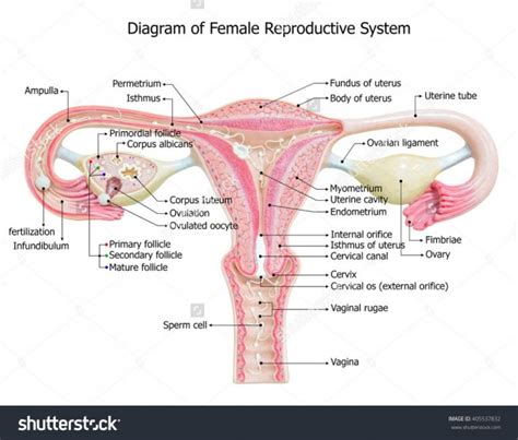 Female Reproductive System Ureka The Media For Science