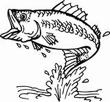 Bass Fish Coloring Clipart Pages Fishing Clip Outline Drawing Jumping Fly Vector Man Boat Cliparts Striped Silhouette Printable Sea Illustration sketch template