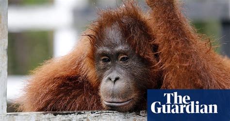 orangutans at camp leakey in kalimantan in pictures environment