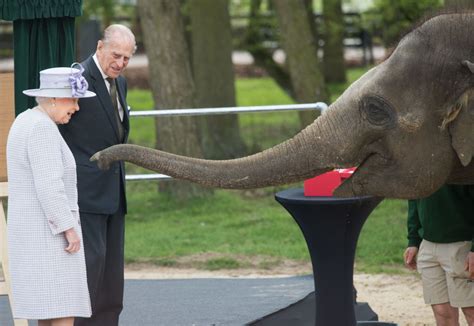 take the rest of the day off to look at these photos of queen elizabeth feeding a banana to an