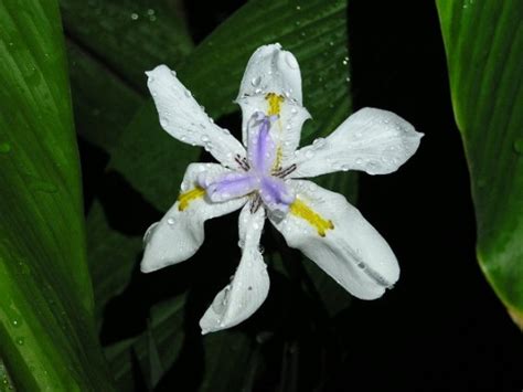 White African Iris Floridas Jewel Of The Nile