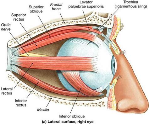 11 fun and fascinating eye facts in 2020 eye facts cranial nerves