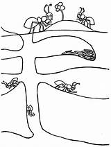 Ants Ant Colony sketch template