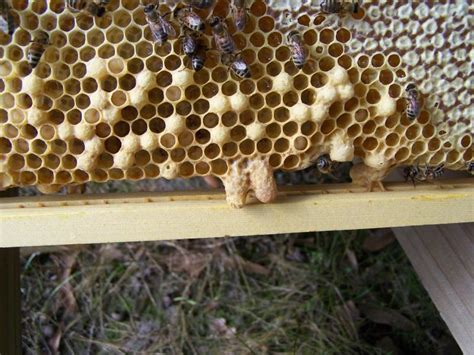 queen cells  drone cells beesource beekeeping forums