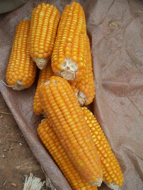 maize  ensure food security world hunger news