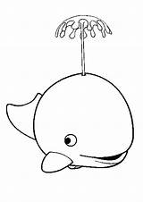Whale Coloring Cute Baby Water Killer Blue Drawing Color Beluga Spouting Kids Whales Pages Outline Clipart Cartoon Cliparts Spurting Clip sketch template