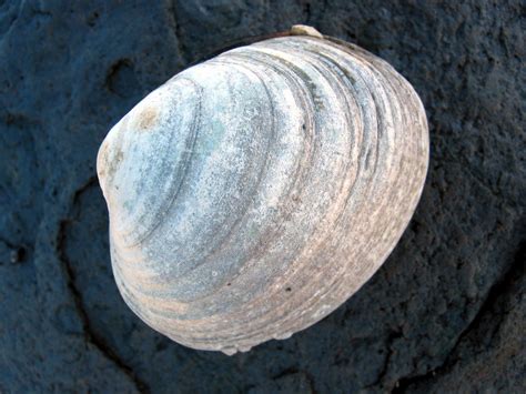 clam shell stock photo freeimagescom
