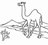Desert Coloring Pages Camel sketch template