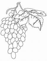 Grapes Colorir Weintrauben Uvas Cacho Ausmalbilder Frutas Colorironline Malvorlagen sketch template