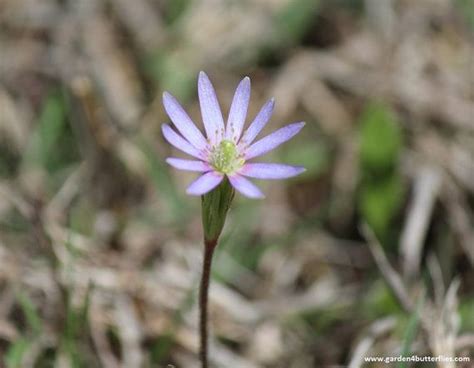 windflower anemone heterophylla  seeds spring wildflower