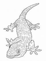 Coloring Gecko Pages Lizard Leopard Bearded Dragon Tokay Drawing Printable Crested Basilisk Kids Line Geckos Realistic Getdrawings Reptile Flying Reptiles sketch template