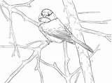 Chickadee Capped Songbird Ausmalbilder Singvogel Supercoloring sketch template